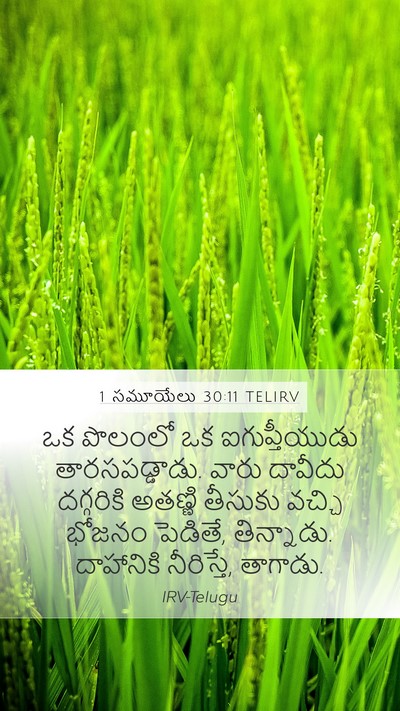 1 సమూయేలు 30:11 TELIRV Bible Verse Image