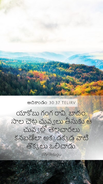 ఆదికాండం 30:37 TELIRV Mobile Phone Wallpaper - యాకోబు గంగ రావి, - Mobile Bible Verse Wallpaper