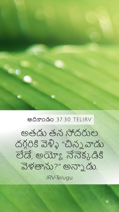 ఆదికాండం 37:30 TELIRV Bible Verse Image