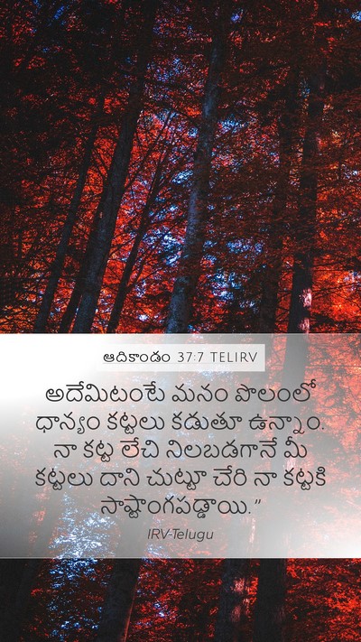 ఆదికాండం 37:7 TELIRV Bible Verse Image