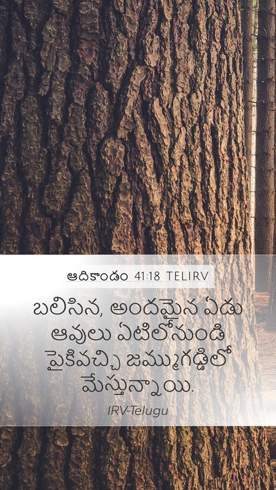 ఆదికాండం 41:18 TELIRV Mobile Phone Wallpaper - బలిసిన, అందమైన ఏడు - Mobile Bible Verse Wallpaper