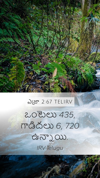 ఎజ్రా 2:67 TELIRV Mobile Phone Wallpaper - ఒంటెలు 435, గాడిదలు 6, - Mobile Bible Verse Wallpaper
