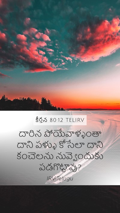 కీర్తన 80:12 TELIRV Mobile Phone Wallpaper - దారిన - Mobile Bible Verse Wallpaper