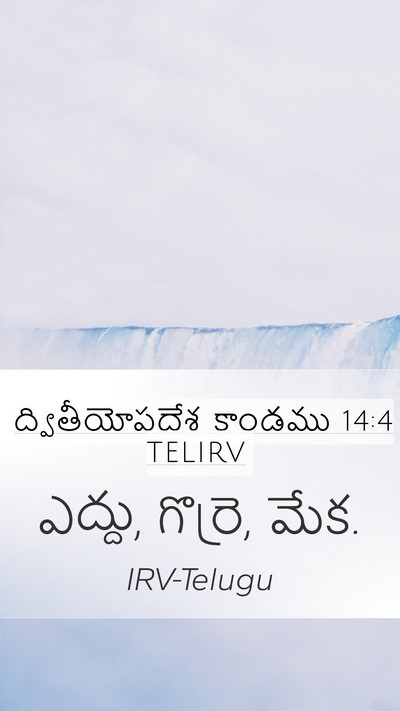 ద్వితీయోపదేశ కాండము 14:4 TELIRV Mobile Phone Wallpaper - ఎద్దు, గొర్రె, - Mobile Bible Verse Wallpaper