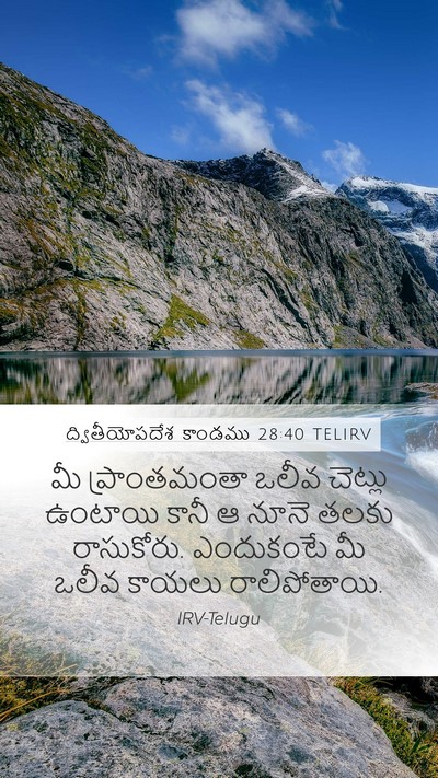 ద్వితీయోపదేశ కాండము 28:40 TELIRV Bible Verse Image