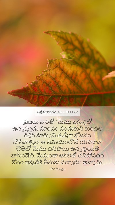 నిర్గమకాండం 16:3 TELIRV Bible Verse Image