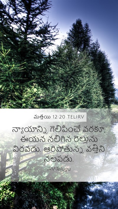 మత్తయి 12:20 TELIRV Bible Verse Image
