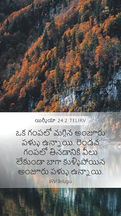 యిర్మీయా 24:2 TELIRV Bible Verse Image