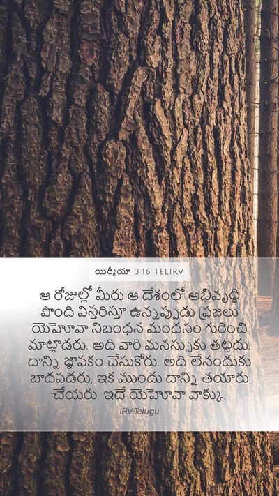 యిర్మీయా 3:16 TELIRV Bible Verse Image