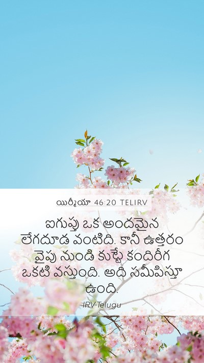యిర్మీయా 46:20 TELIRV Bible Verse Image