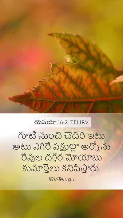 యెషయా 16:2 TELIRV Bible Verse Image