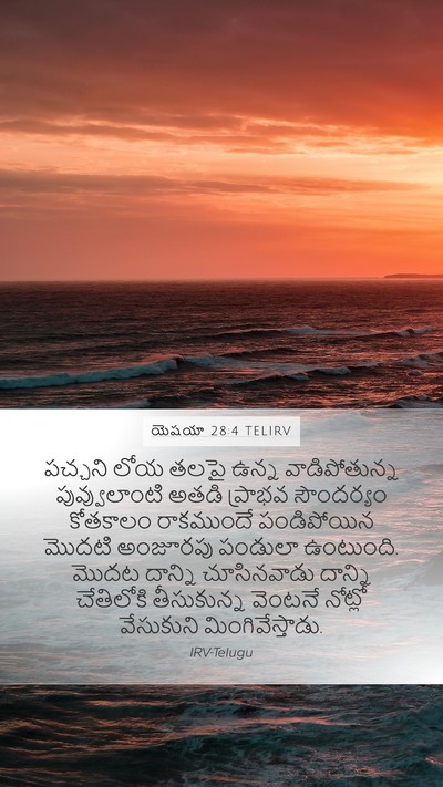 యెషయా 28:4 TELIRV Bible Verse Image