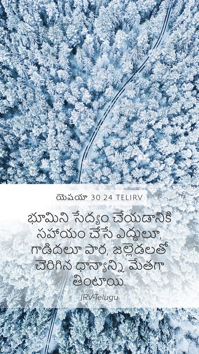 యెషయా 30:24 TELIRV Bible Verse Image