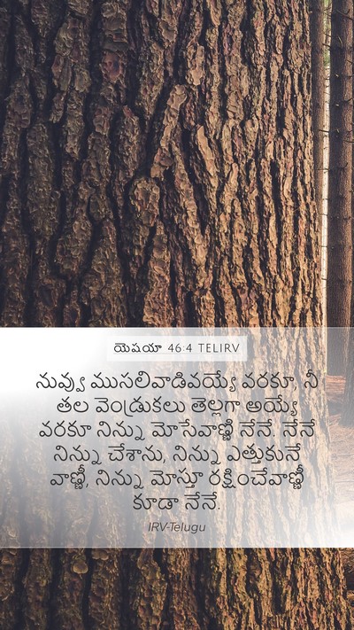 యెషయా 46:4 TELIRV Bible Verse Image
