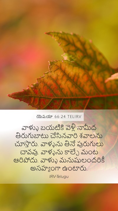యెషయా 66:24 TELIRV Bible Verse Image