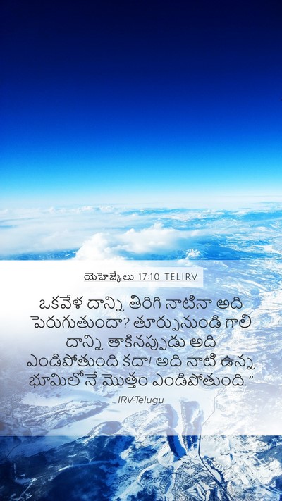 యెహెజ్కేలు 17:10 TELIRV Bible Verse Image