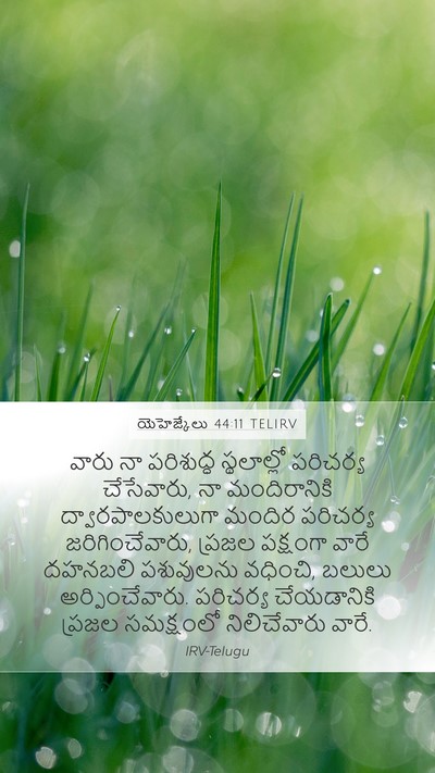 యెహెజ్కేలు 44:11 TELIRV Bible Verse Image
