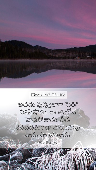 యోబు 14:2 TELIRV Bible Verse Image