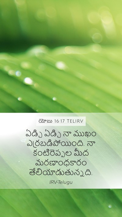 యోబు 16:17 TELIRV Bible Verse Image