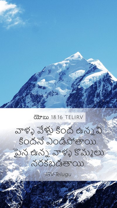 యోబు 18:16 TELIRV Bible Verse Image