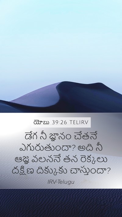 యోబు 39:26 TELIRV Bible Verse Image