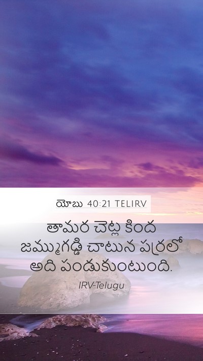 యోబు 40:21 TELIRV Bible Verse Image