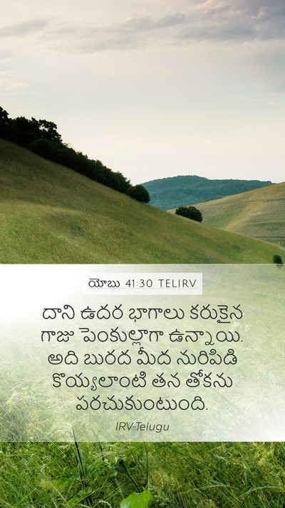 యోబు 41:30 TELIRV Mobile Phone Wallpaper - దాని ఉదర భాగాలు - Mobile Bible Verse Wallpaper