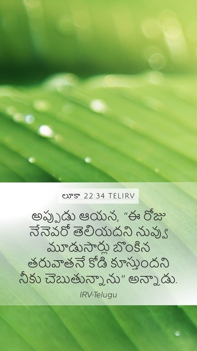 లూకా 22:34 TELIRV Bible Verse Image
