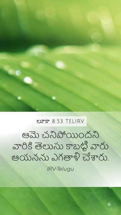 లూకా 8:53 TELIRV Mobile Phone Wallpaper - ఆమె చనిపోయిందని - Mobile Bible Verse Wallpaper