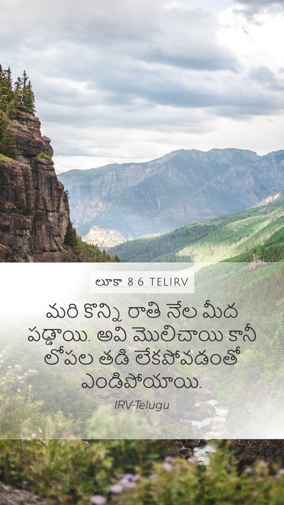 లూకా 8:6 TELIRV Mobile Phone Wallpaper - మరి కొన్ని రాతి - Mobile Bible Verse Wallpaper