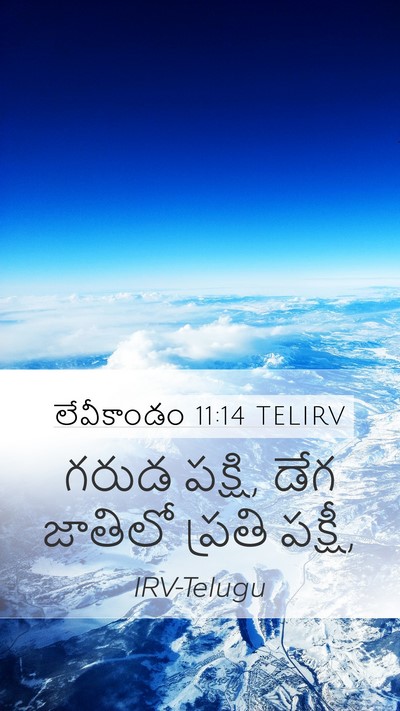 లేవీకాండం 11:14 TELIRV Mobile Phone Wallpaper - గరుడ పక్షి, డేగ - Mobile Bible Verse Wallpaper