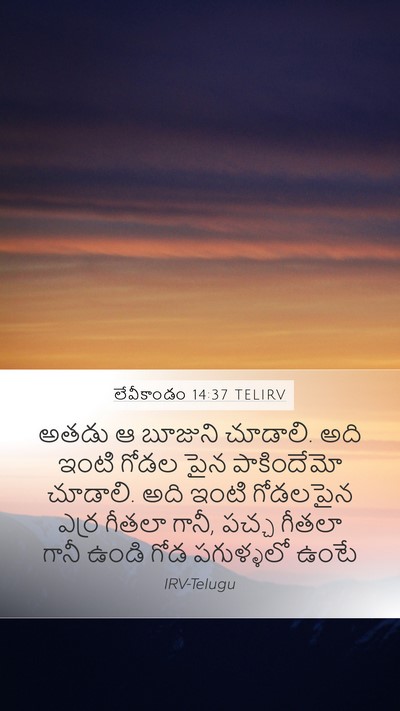 లేవీకాండం 14:37 TELIRV Mobile Phone Wallpaper - అతడు ఆ బూజుని - Mobile Bible Verse Wallpaper