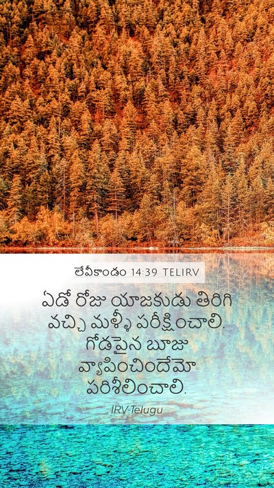 లేవీకాండం 14:39 TELIRV Mobile Phone Wallpaper - ఏడో రోజు యాజకుడు - Mobile Bible Verse Wallpaper