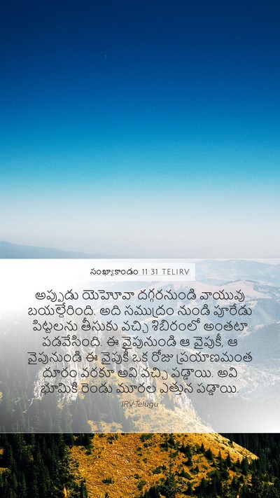 సంఖ్యాకాండం 11:31 TELIRV Bible Verse Image