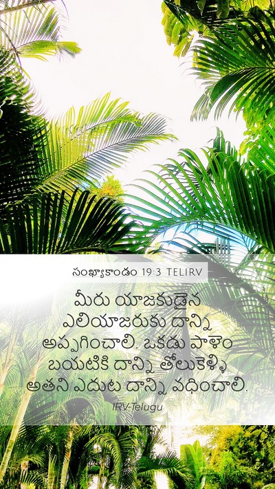 సంఖ్యాకాండం 19:3 TELIRV Mobile Phone Wallpaper - మీరు యాజకుడైన - Mobile Bible Verse Wallpaper