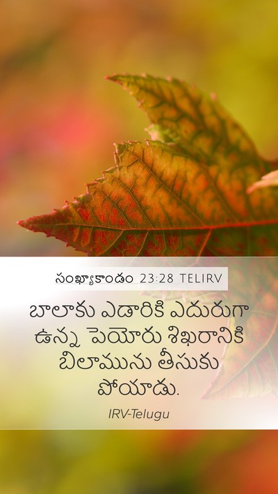 సంఖ్యాకాండం 23:28 TELIRV Mobile Phone Wallpaper - బాలాకు ఎడారికి - Mobile Bible Verse Wallpaper