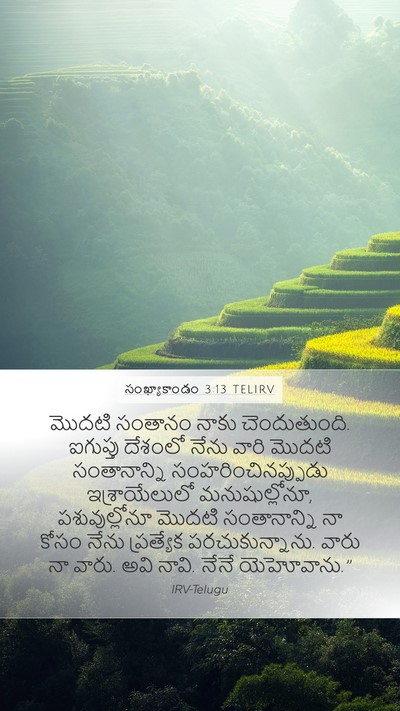 సంఖ్యాకాండం 3:13 TELIRV Mobile Phone Wallpaper - మొదటి సంతానం నాకు - Mobile Bible Verse Wallpaper