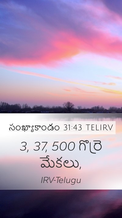 సంఖ్యాకాండం 31:43 TELIRV Mobile Phone Wallpaper - 3, 37, 500 గొర్రె - Mobile Bible Verse Wallpaper