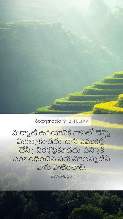 సంఖ్యాకాండం 9:12 TELIRV Mobile Phone Wallpaper - మర్నాటి ఉదయానికి - Mobile Bible Verse Wallpaper
